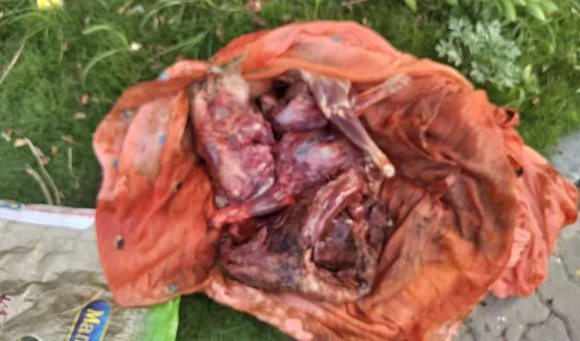 deer-meat-shadnagar_V_jpg--816x480-3g