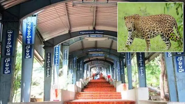 tirumala_leopard_16ce0dc4c1_V_jpg--625x351-4g